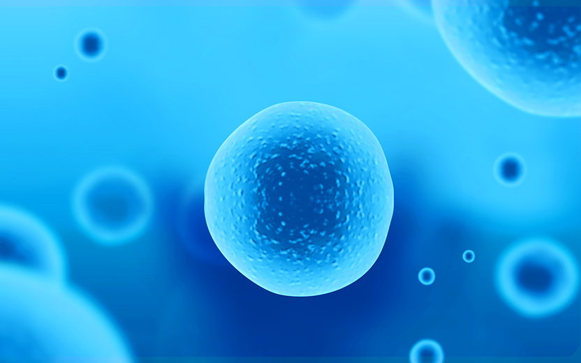 穩(wěn)定細胞株構(gòu)建