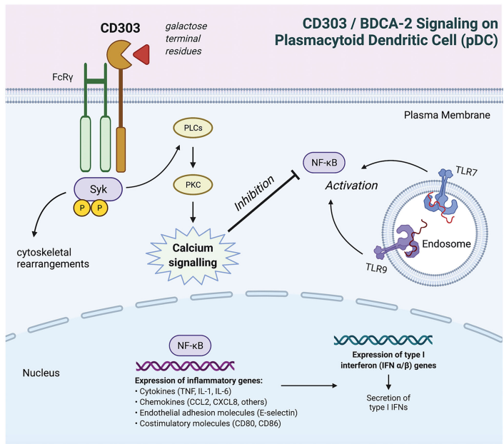 BDCA2細(xì)胞篩選模型