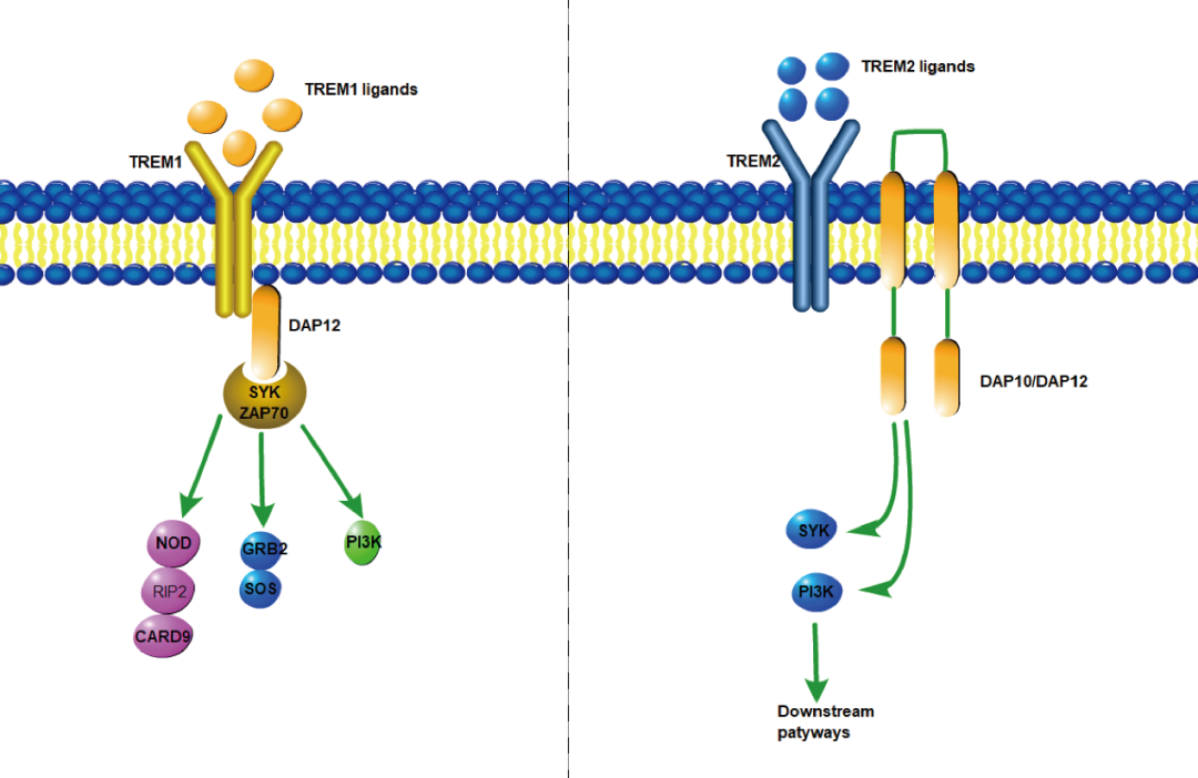 阿爾茨海默癥？癌癥？-靶點(diǎn)TREM