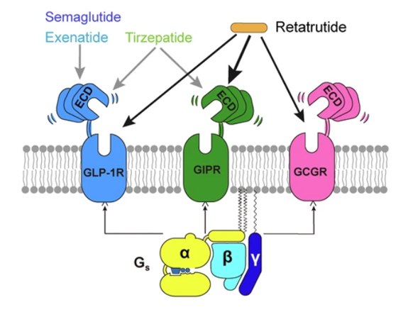 GLP-1R、GCGR、GIPR多靶點激動劑與代謝疾病